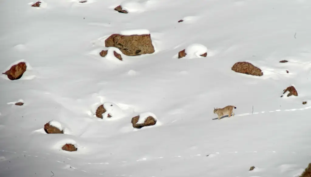 Luchs im Schnee