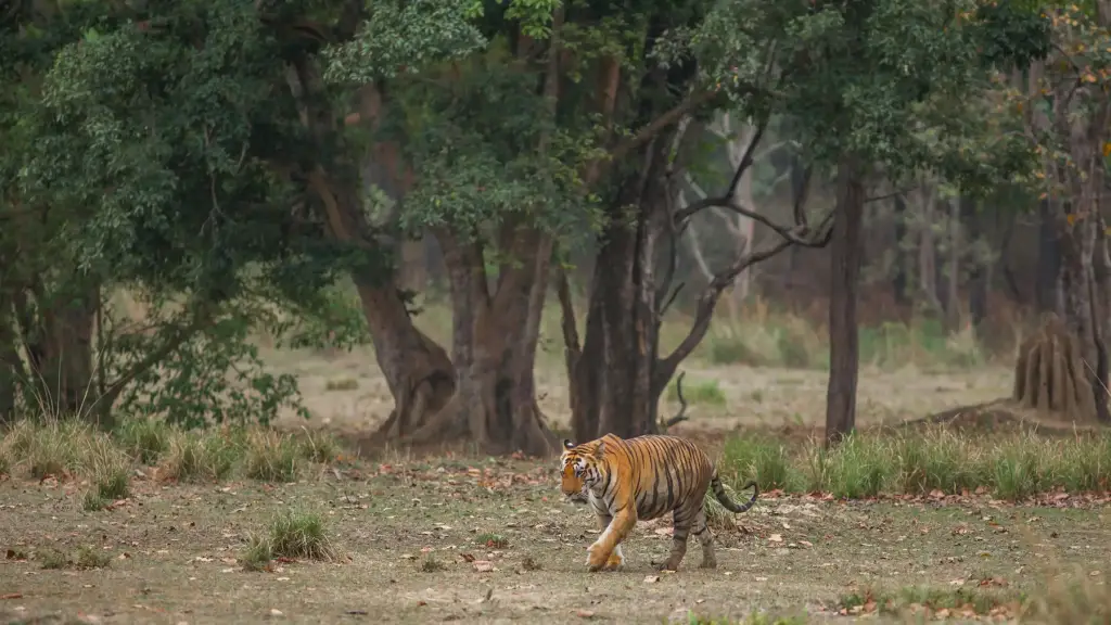 Tiger im Tadoba Wild Life Sanctuary