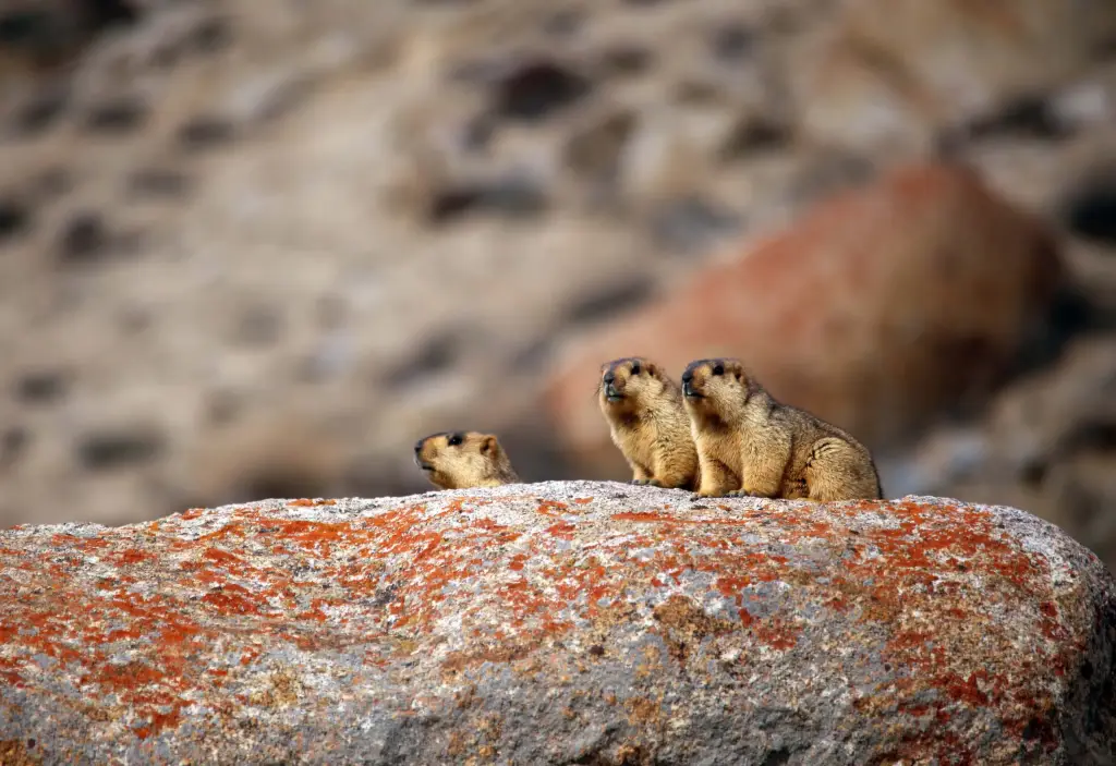 Murmeltiere