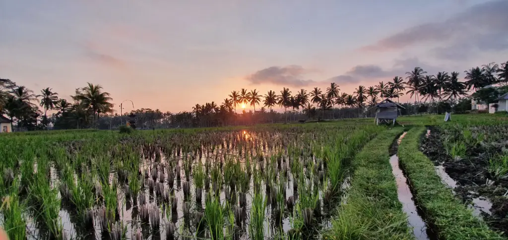 Ubud Reisfelder