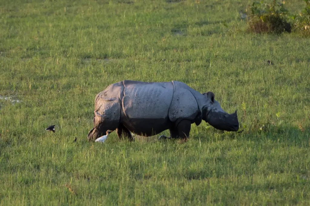 Kaziranga Nationalpark