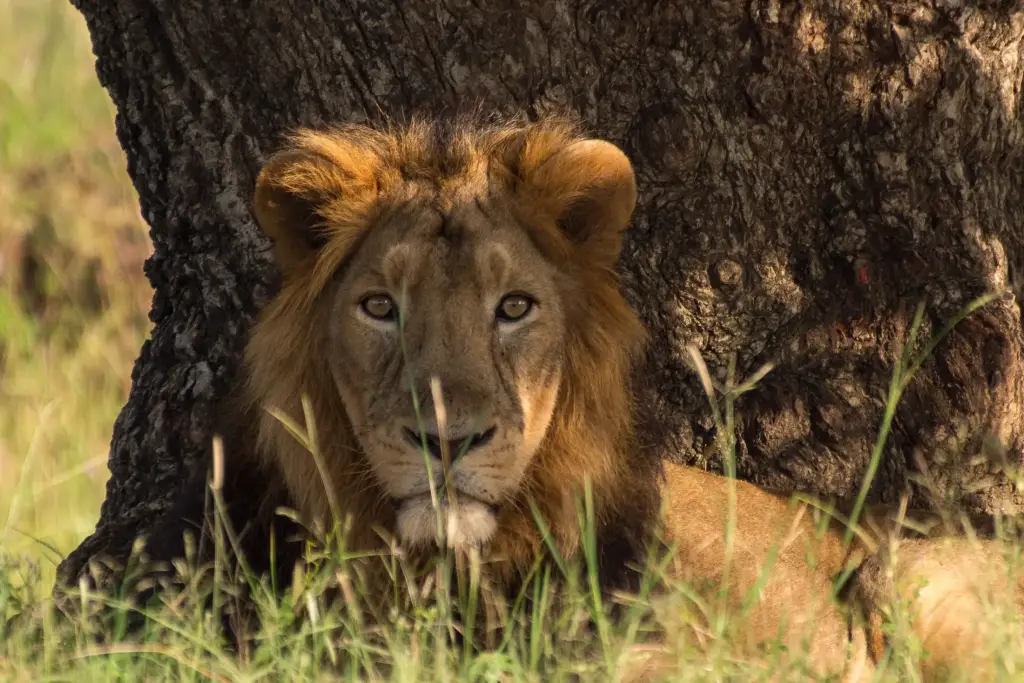 Löwen im Sasan-Gir-Nationalpark