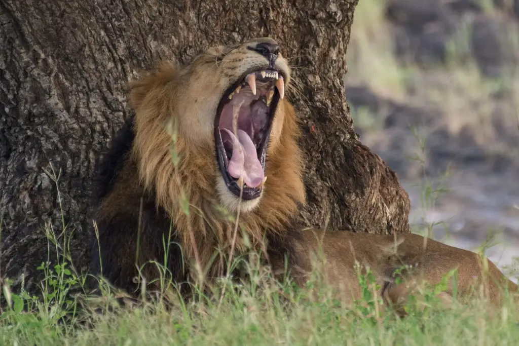 Löwen im Sasan-Gir-Nationalpark
