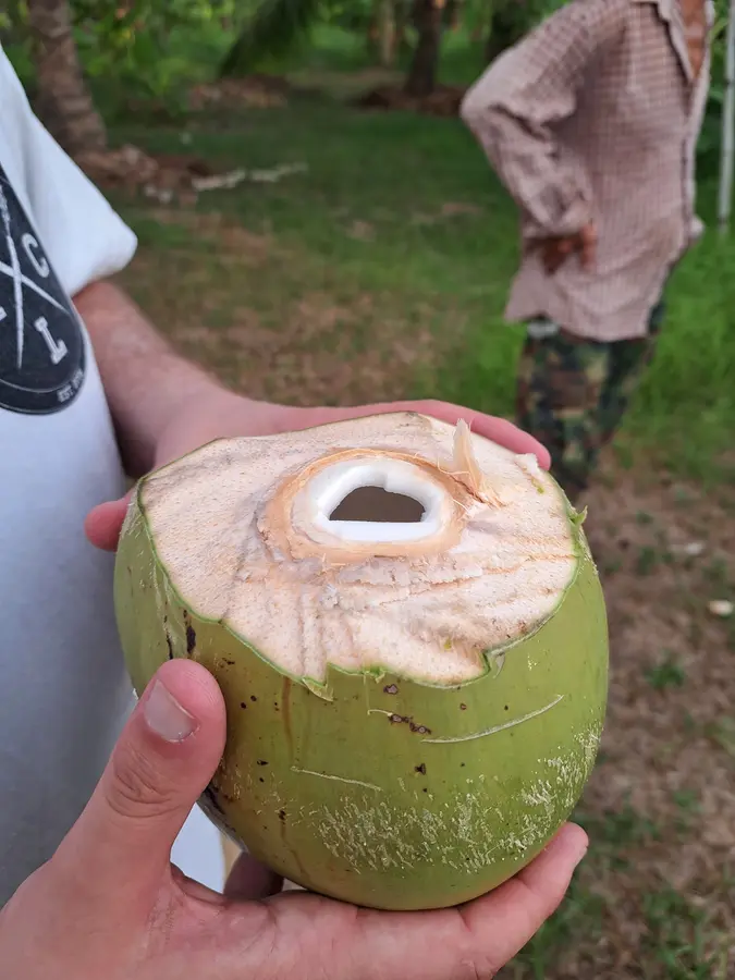 frisch geöffnete Kokosnuss vom Garten