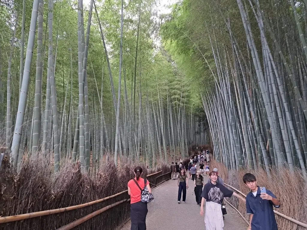 Der wunderschöne Bambushain gehört zu den Hauptattraktionen in Arashiyama.