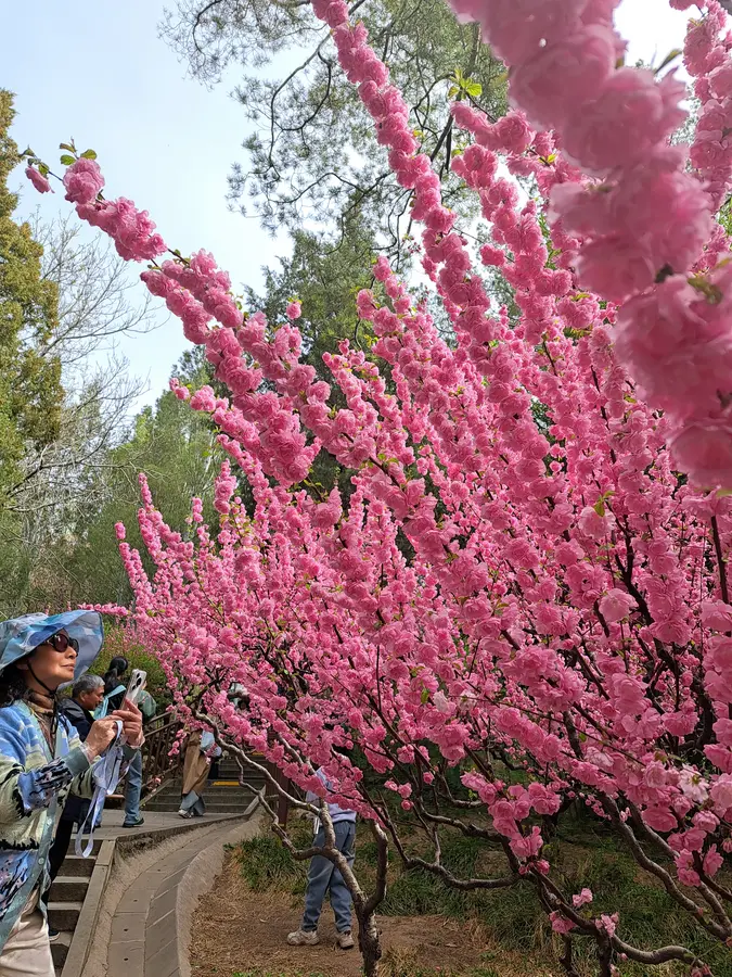 frühlingshafte Farben im Jingshan-Park