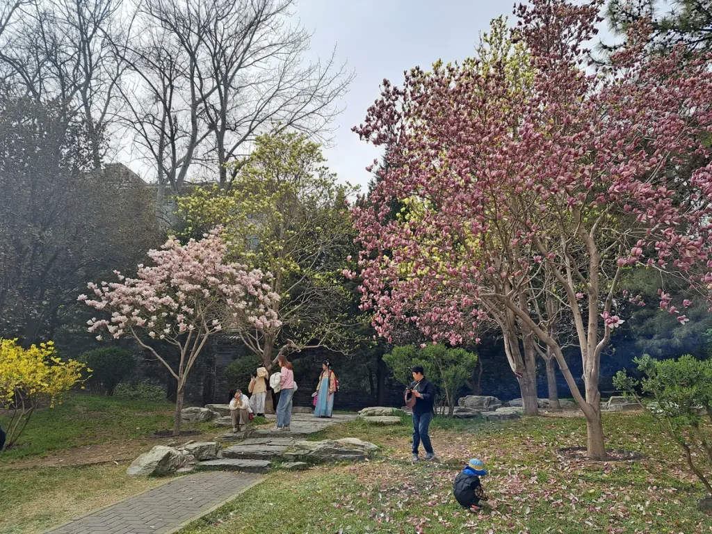 Kirschblüten gibt es auch in China