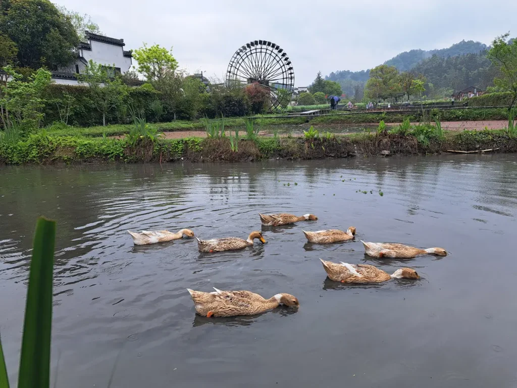die Enten sind zufrieden am tauchen