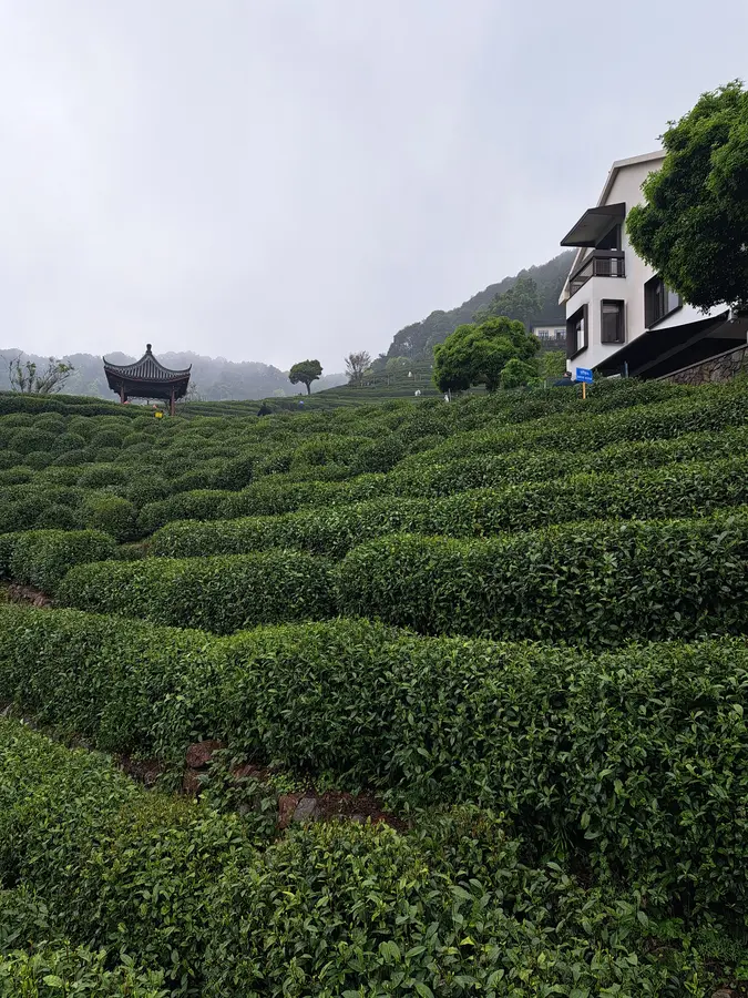 die wunderschönen Longjing-Teeterrassen