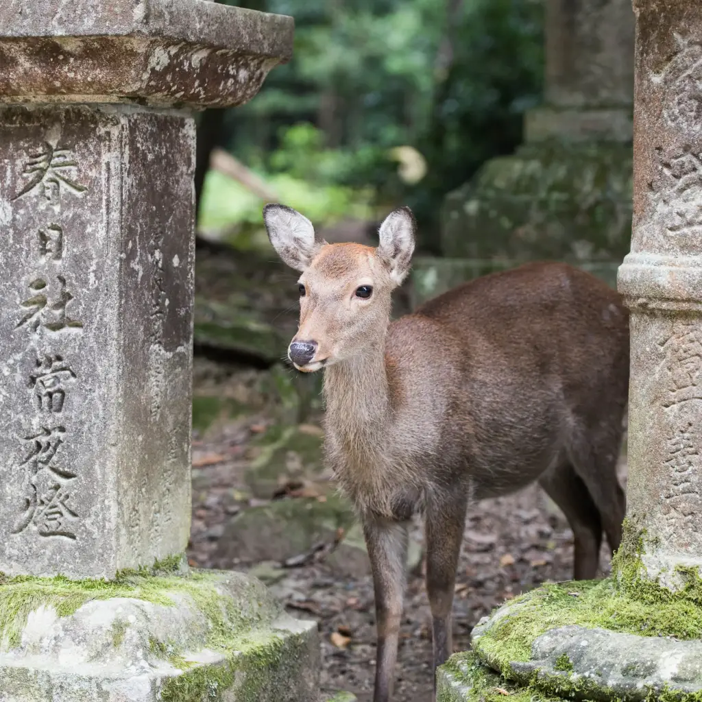 Nara