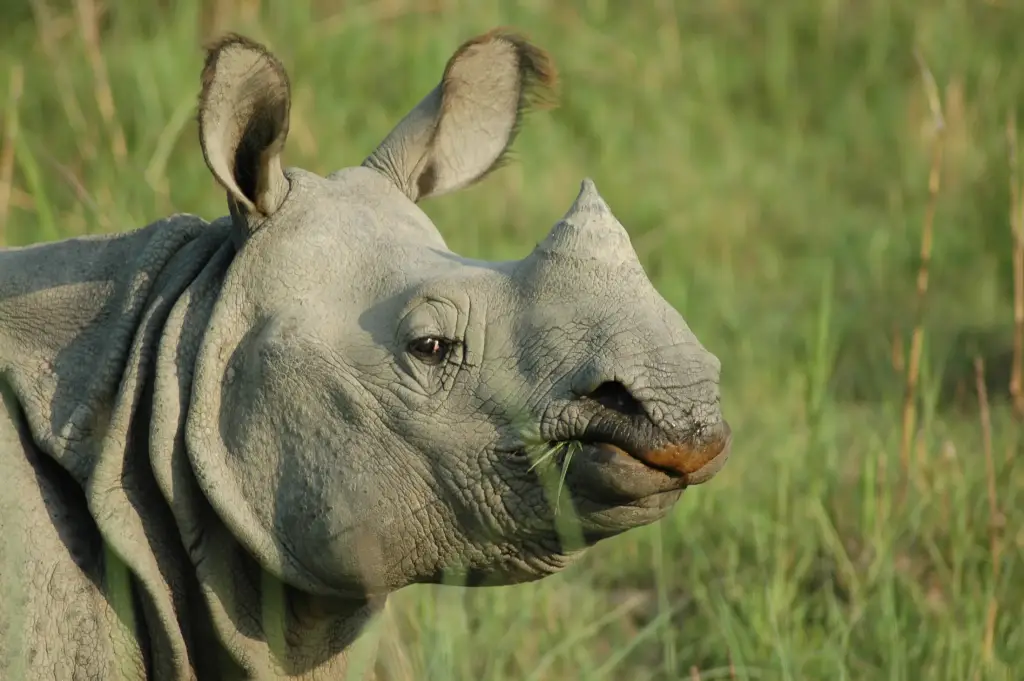 Kaziranga Nationalpark, Assam