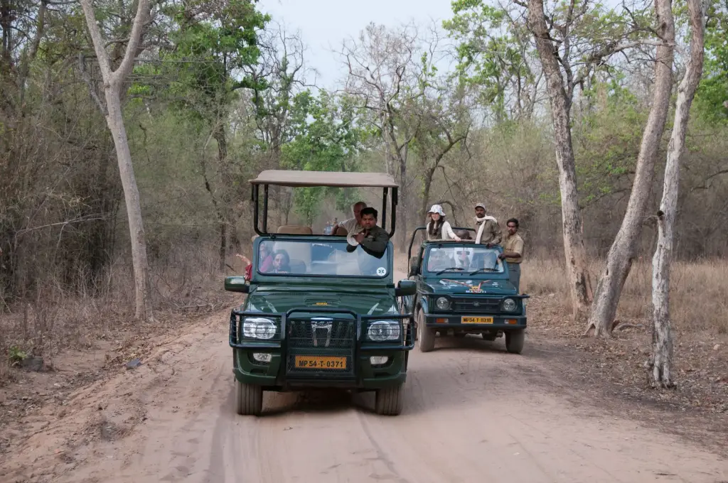 Safari