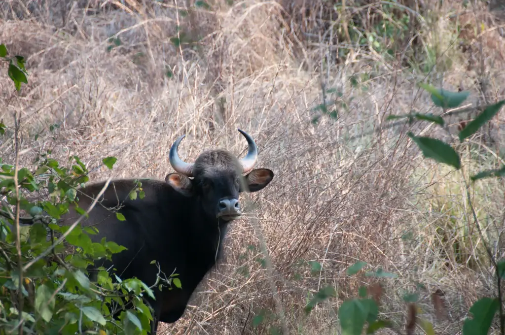 Gaur