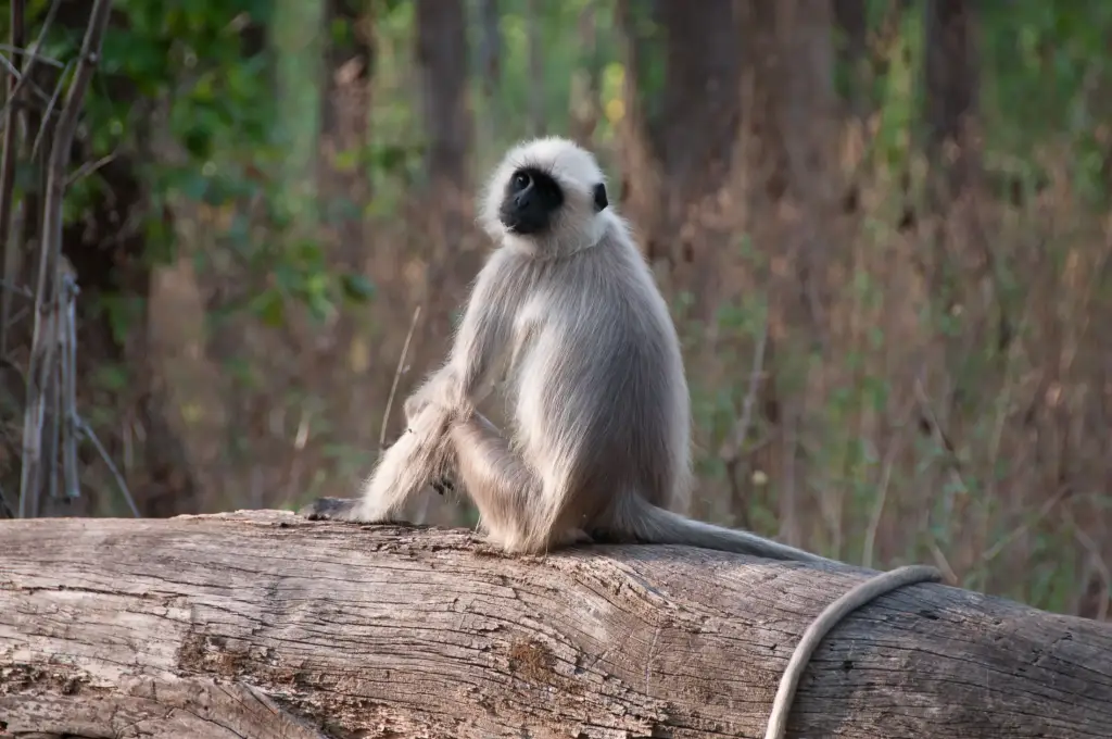 Indischer Langur