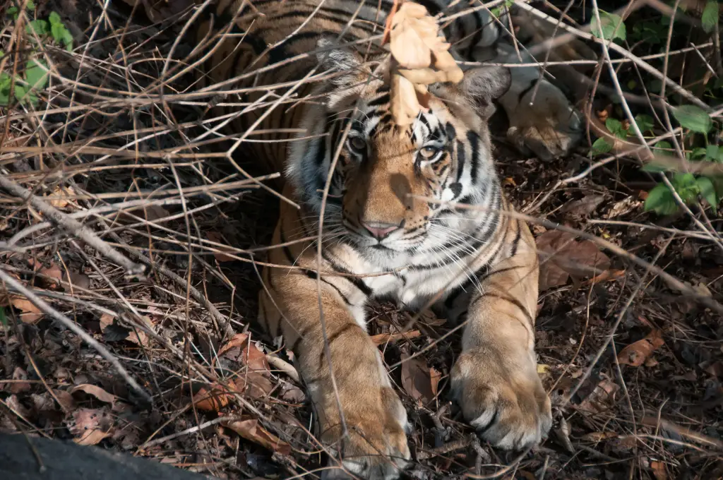 Ranthambore Nationalpark