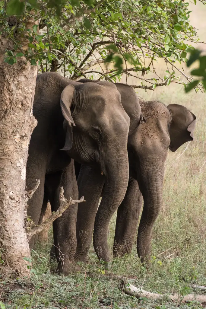 Elefanten im Nagarhole Nationalpark