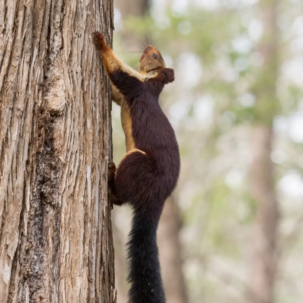 Indian Giant Squirrel