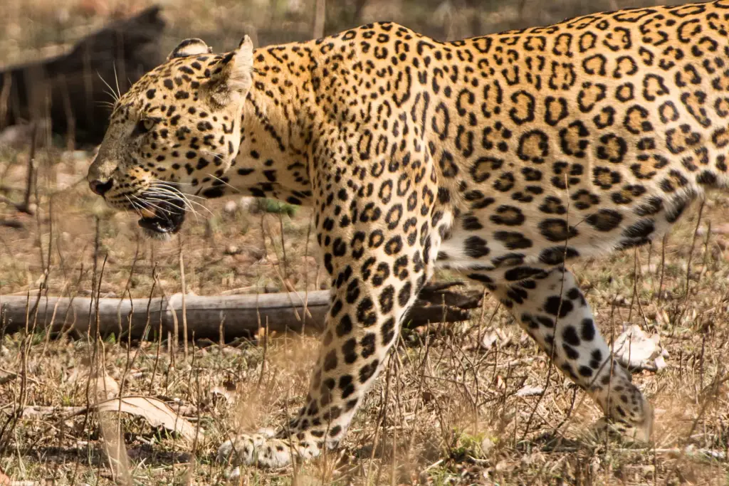 Leopard