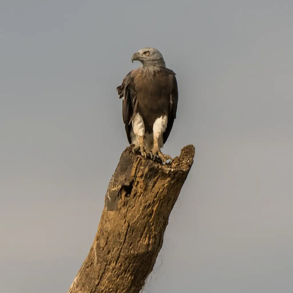 Nagarhole Nationalpark
