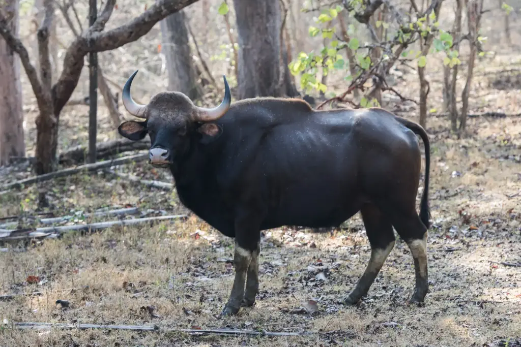 Gaur