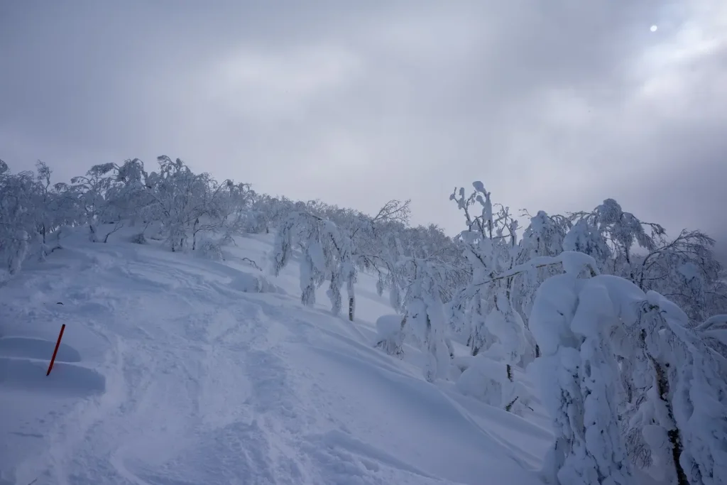 Frischer Powder in Rusutsu