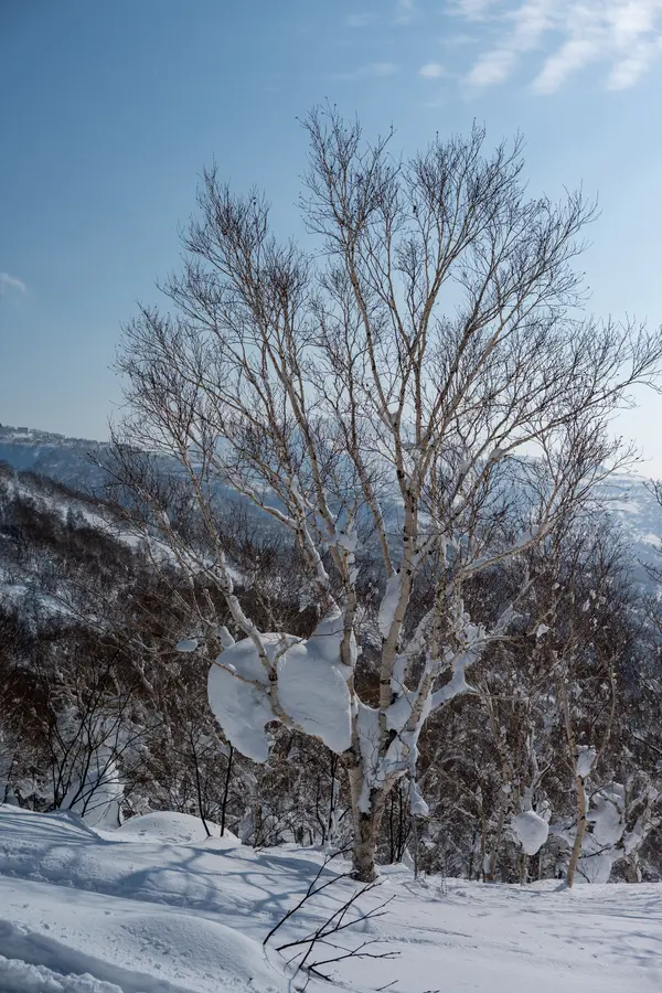 Powderdream in Kiroro