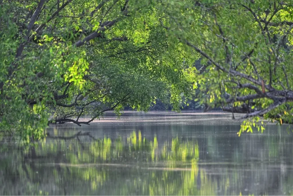 die Sundarbans, der grösste Mangrovenwald der Welt