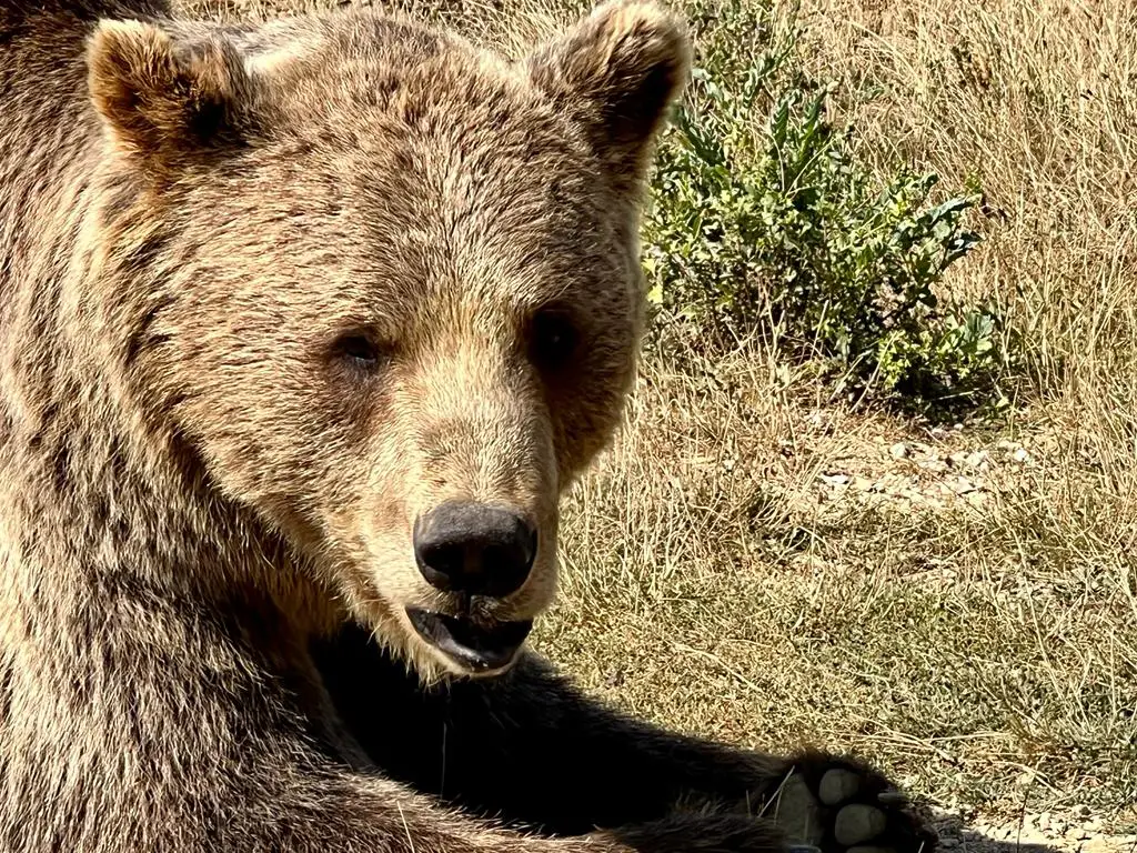 Bär im nahegelegenen Bärenpark