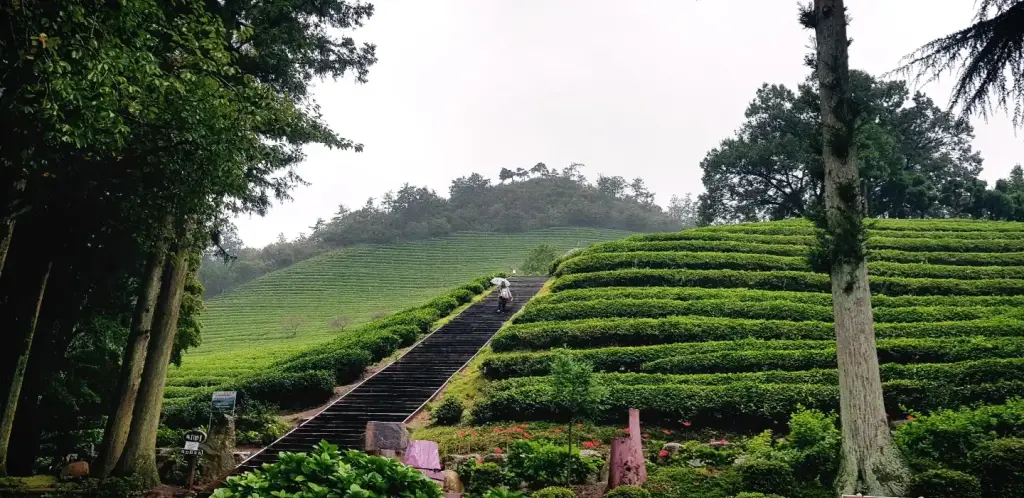 Boseong Teeplantage