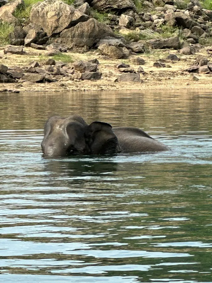Unser Highlight: der schwimmende Elefant
