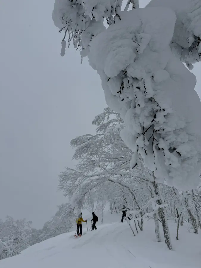 Powderabfahrt im Wald