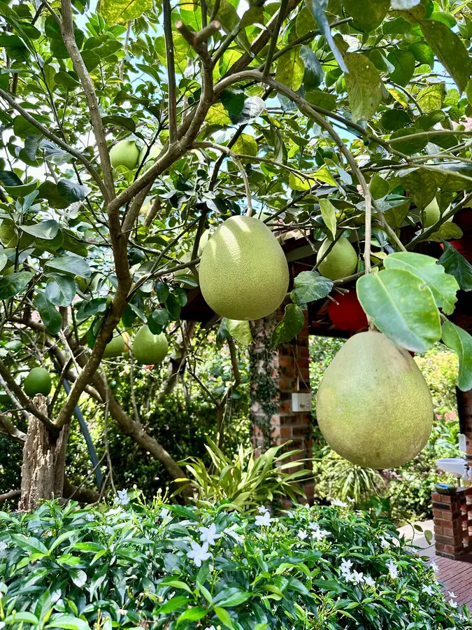 Bald sind die Pomelo reif.
