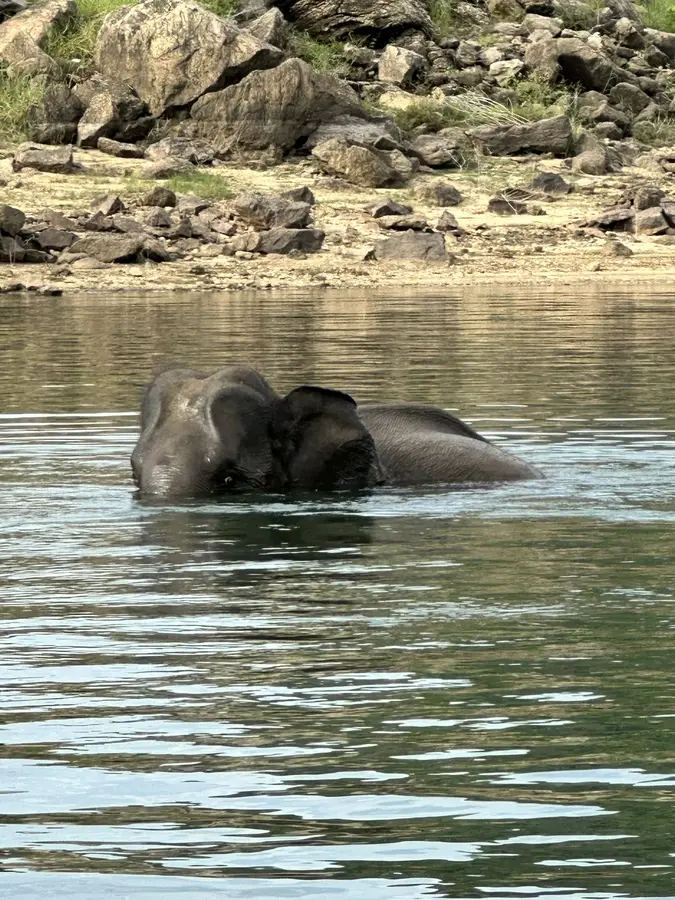 da ist er - der schwimmendende Elefant
