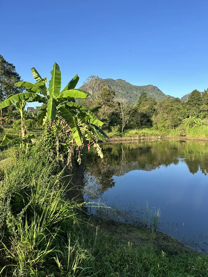 die Plantage rund um das Resort