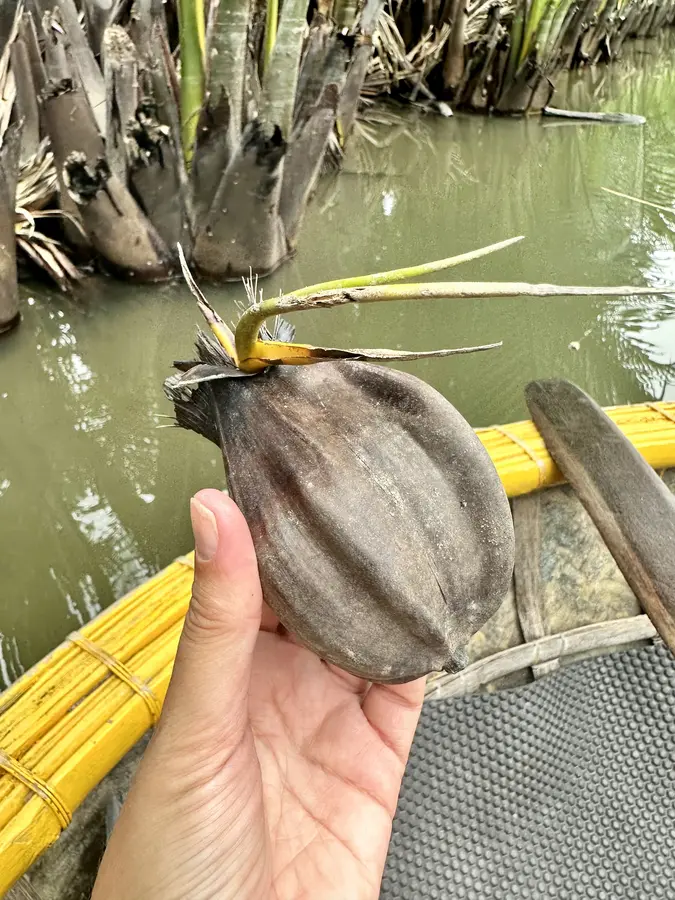 Setzling einer Wasserpalme - am liebsten hätte ich eine mitgenommen.