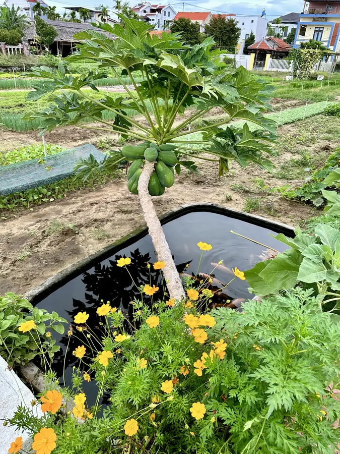 Papaya.