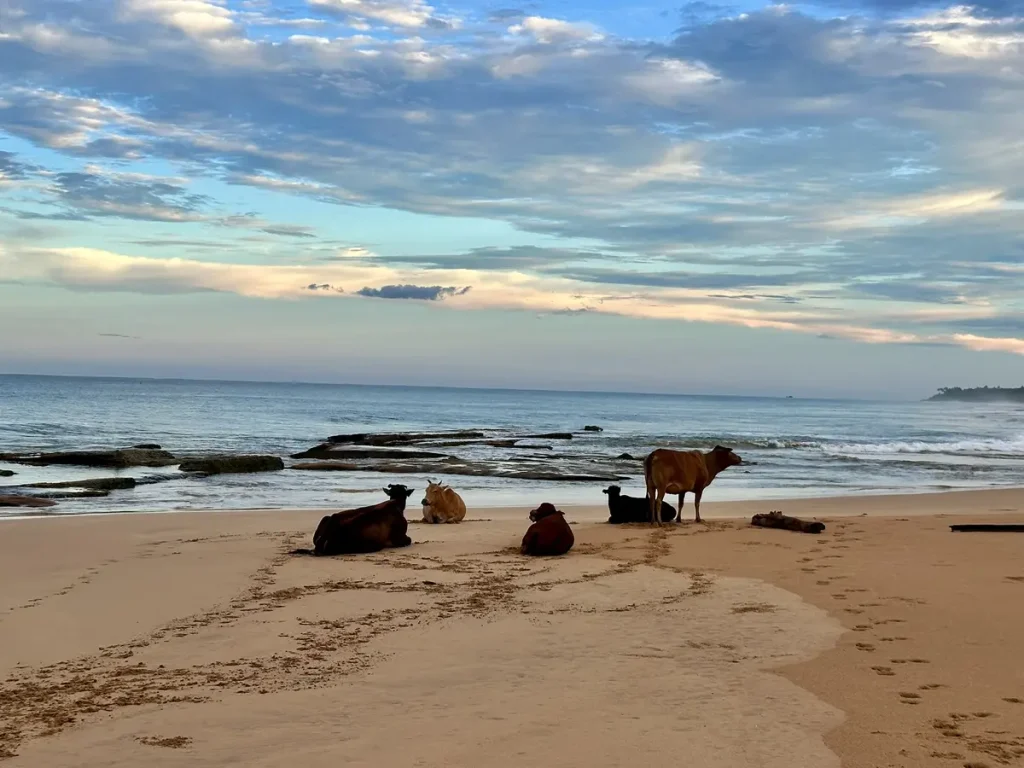 keine Angst vor Kühen - diese laufen überall herum - auch am Strand :)