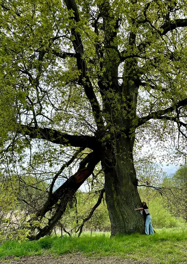 eine ca. 500 Jahre alte Eiche