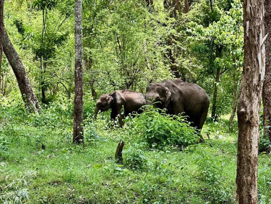 Elefanten im Nagarhole Nationalpark