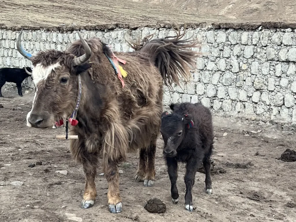 Yaks im offenen Stall