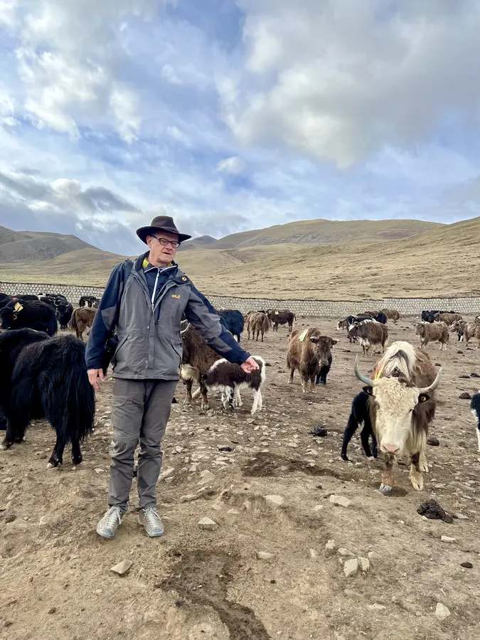 Yaks im offenen Stall