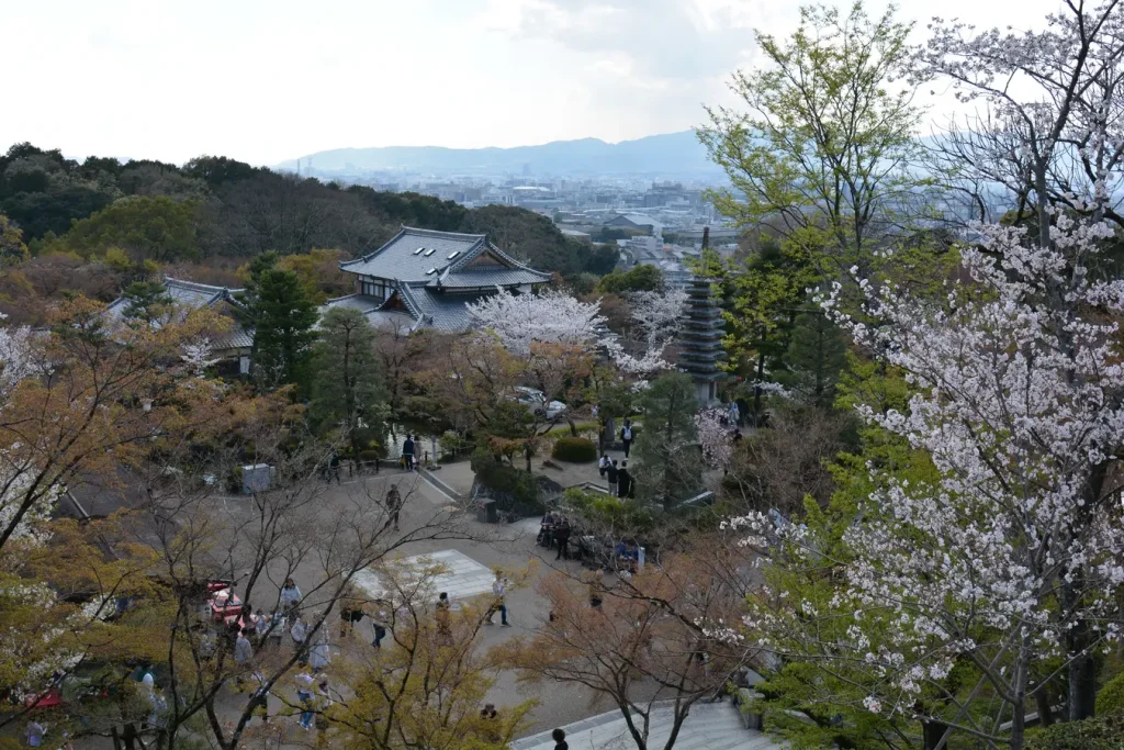 Kirschblüten in Kyoto