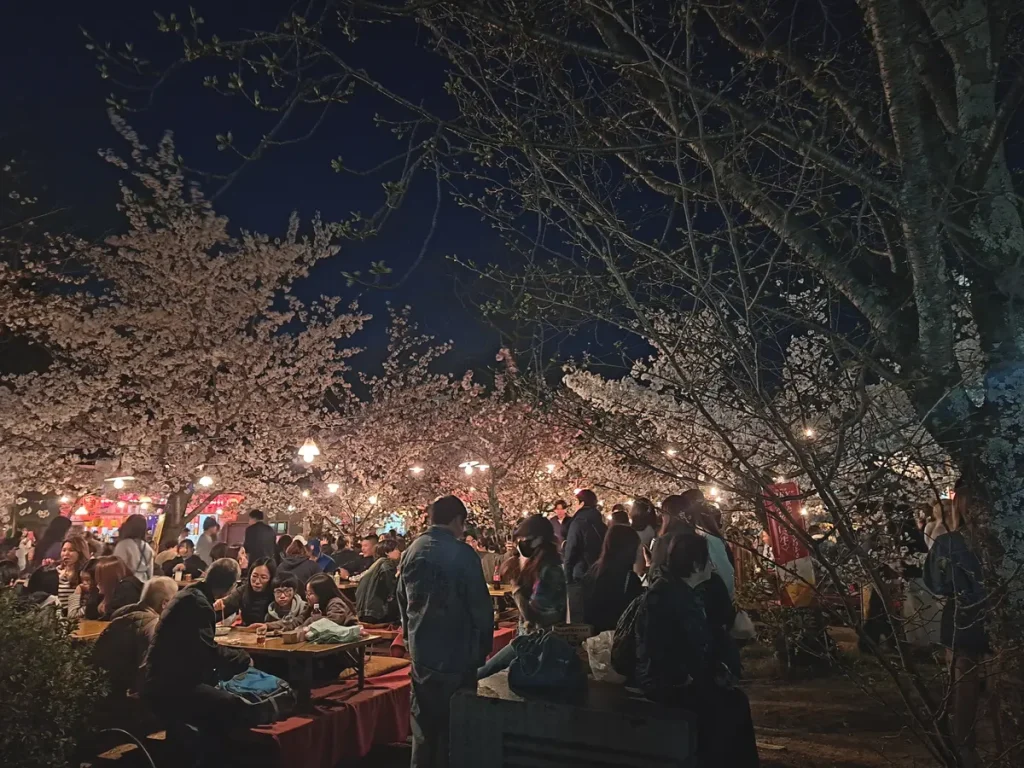 Kirschblüten in Kyoto, Hanami am Abend