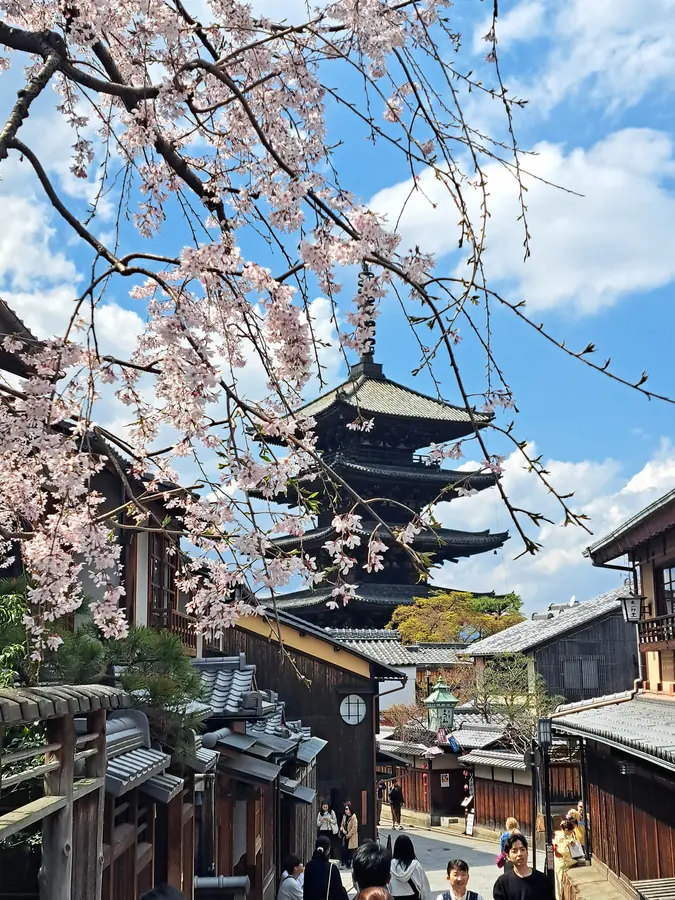 Kirschblüten in Kyoto
