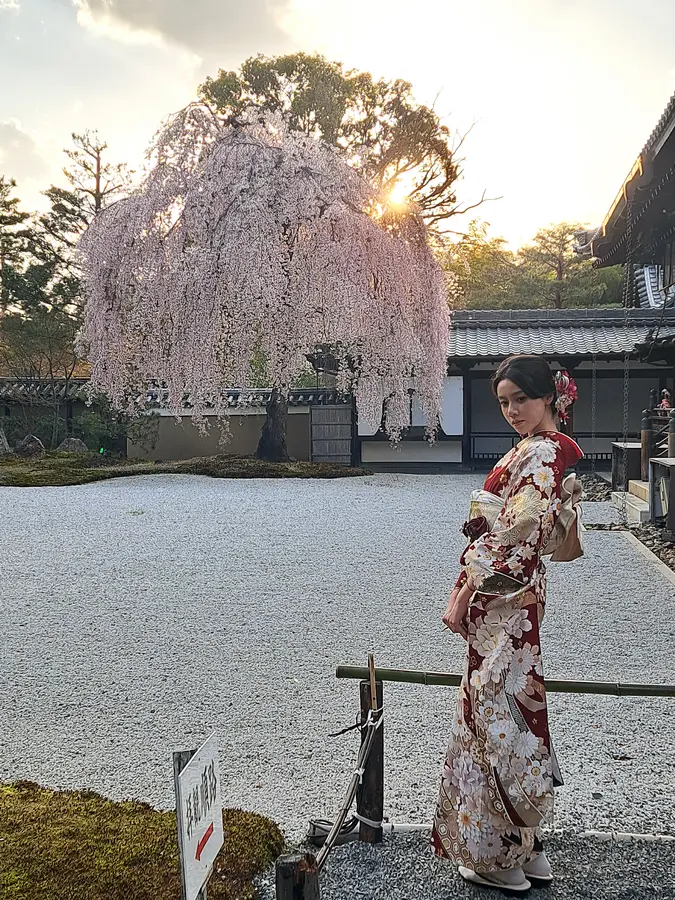 Kirschblüten in Kyoto