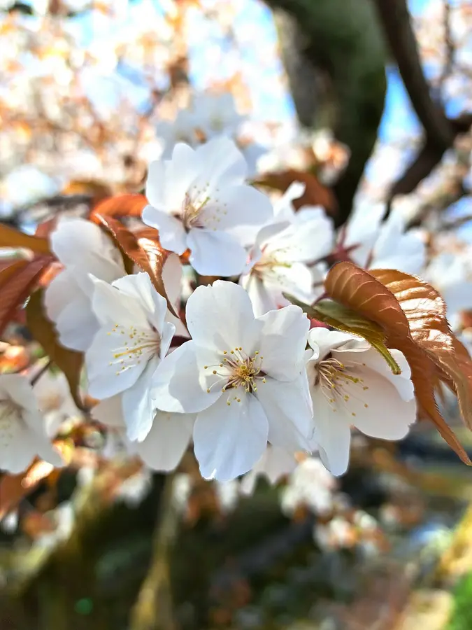 Kirschblüten in Kyoto