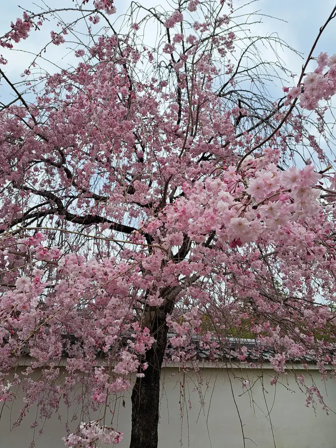 Kirschblüten in Kyoto