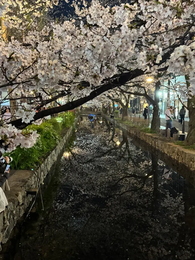 Kirschblüten in Kyoto