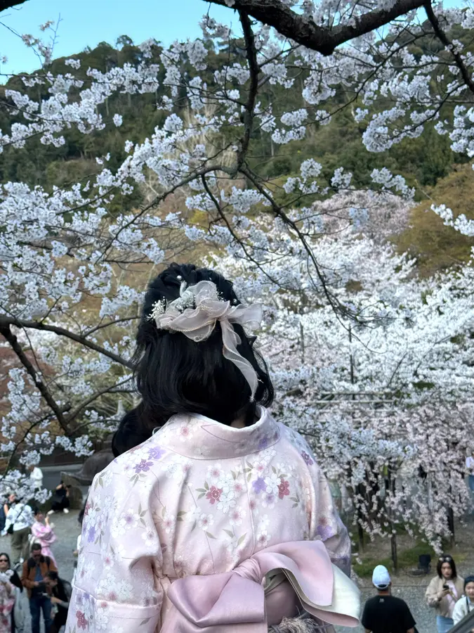 Kirschblüten in Kyoto