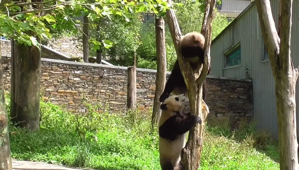 Pandas am Spielen und Klettern